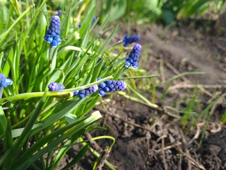 Blue Muscari in Bloom &ndash; A Touch of Spring Elegance
