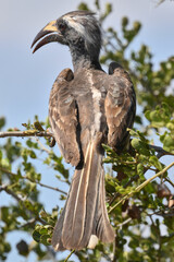 african grey hornbill