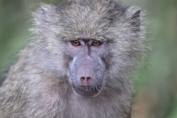 baboon looking cute in Africa