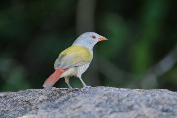 Fototapeta premium coccopygia quartinia yellow bellied waxbill