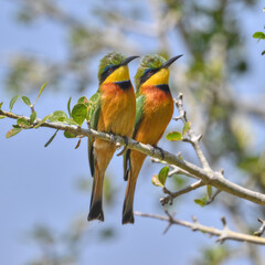 Bee-eaters on a branch in Tanzania