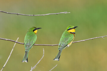 Bee-eaters on a branch in Tanzania