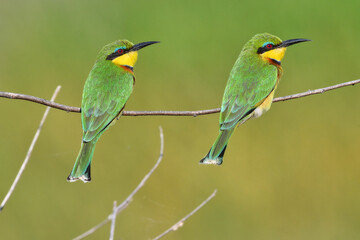 Bee-eaters on a branch in Tanzania