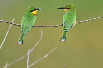 Bee-eaters on a branch in Tanzania