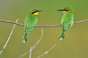 Bee-eaters on a branch in Tanzania