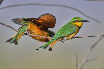 Bee-eaters on a branch in Tanzania