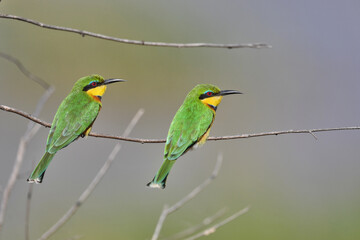 Bee-eaters on a branch in Tanzania