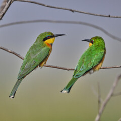 Couple bee-eaters on a branch