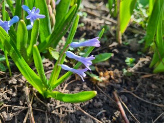 Blue Hyacinth in Bloom – A Fragrant Touch of Spring
