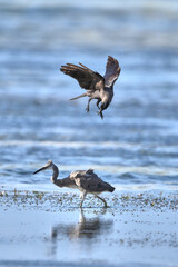 birds ont the ocean beach in Tanzania