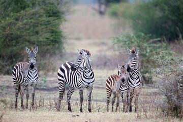 Zebras in Tanzania