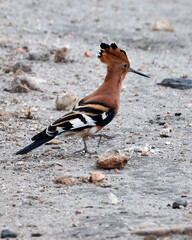 African hoopoe in Tanzania © Duvekot Fotografie
