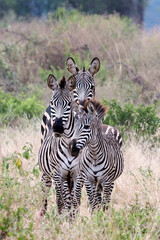 3 zebras in Tanzania