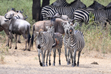 Smiling zebra in Tanzania