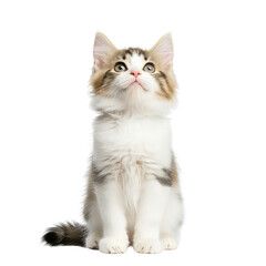 Close up portrait of a cute fluffy kitten with a soft furry appearance and an attentive curious expression on a clean simple background
