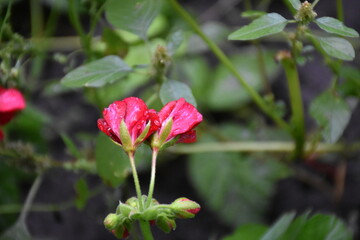 Violet Pelargonium Blossoms – Soft Elegance in the Garden
