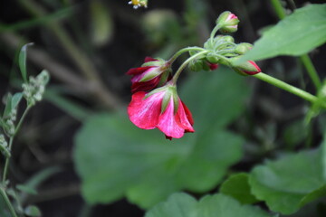 Violet Pelargonium Blossoms &ndash; Soft Elegance in the Garden
