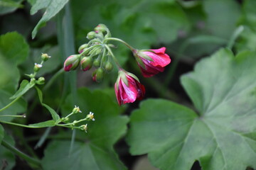 Violet Pelargonium Blossoms – Soft Elegance in the Garden

