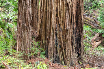 tree trunk in the forest at Muir Woods California