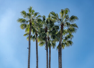 palm trees against blue sky