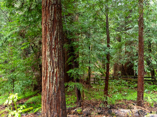 green forest in the morning at Muir Woods California