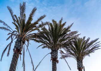 palm trees against blue sky