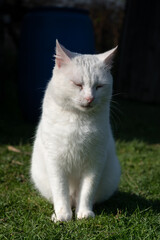 White cat sit on grass in yard and taking sunbath during warm day