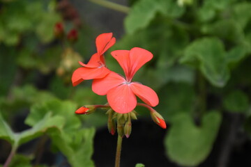 Radiant Red Pelargonium in Bloom – A Garden Classic
