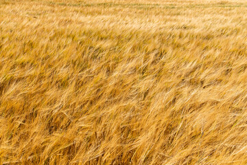 Rolling hills covered in golden wheat sway in the wind beneath a moody grey sky. A poetic landscape caught between serenity and the storm that waits on the horizon