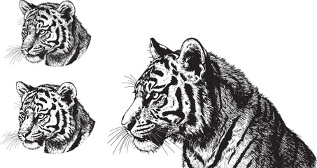 Fototapeta premium Illustration a tiger head silhouette