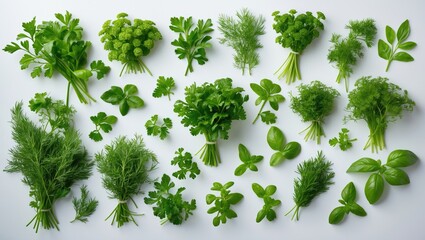 Naklejka premium An eclectic mix of fresh green herbs, comprising parsley, dill, cilantro, basil, and various other leafy greens.