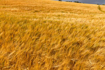 Rolling hills covered in golden wheat sway in the wind beneath a moody grey sky. A poetic landscape caught between serenity and the storm that waits on the horizon