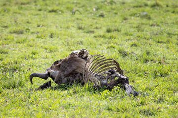 The remains of a white-bearded wildebeest carcass in the grasslands of the Masai Mara. During the annual great migration, over a million wildebeest roam the plains, and many are killed by predators.