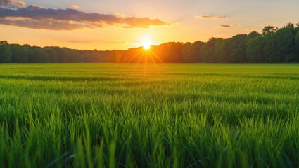 Green grassy field illuminated by a brilliant sunset.