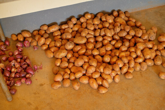 A large pile of unpeeled potatoes on a concrete floor surrounded by a few red onions. Tanzania, Zanzibar