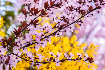 Vivid pink cherry blossoms and bright yellow forsythia flowers in full bloom capture the vibrant colors and joy of early spring in a natural garden setting.  Selective focus
