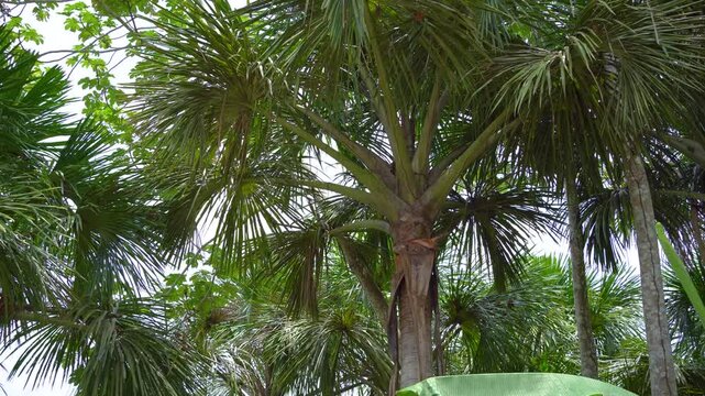 Mauritia Flexuosa Palms on the Amazon Riverbank Near Iquitos, Peru