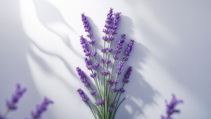 Obraz premium Lavender flowers as therapeutic herbs, set against a white backdrop