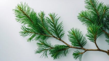 Isolated white background with fir tree branch
