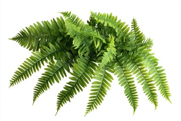 Lush green fern fronds isolated on white background creating a fresh and vibrant botanical composition showcasing nature's delicate beauty and intricate leaf structure