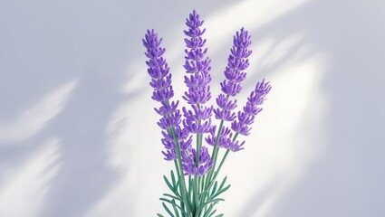 Naklejka premium Therapeutic lavender herbs on a white background