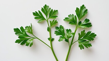 Fresh Parsley Leaves. Close-up of Parsley Sprig. Flat Lay Package Design Elements. Overhead View. Assortment