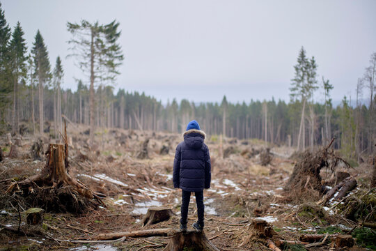 Young boy in a blue coat stands in a deforested area surrounded by tree stumps and snow.