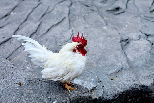 White rooster with bright red comb standing on textured gray stone surface.