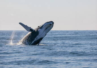 Fototapeta premium Majestic humpback whale breaching the surface of the ocean, creating a splash on a sunny day