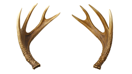 Pair of deer antlers with detailed texture, rustic decor,
