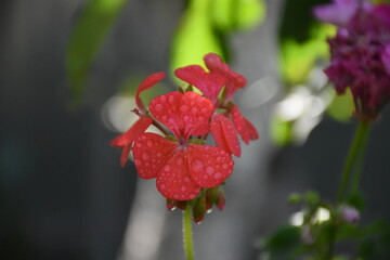 Radiant Red Pelargonium in Bloom – A Garden Classic
