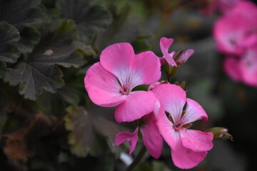 Pink Pelargonium in Full Bloom &ndash; Graceful Garden Elegance
