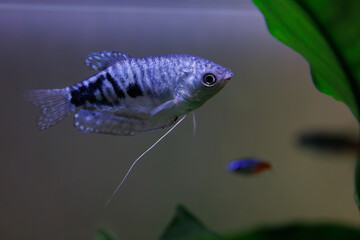 熱帯魚　オパリングラミー