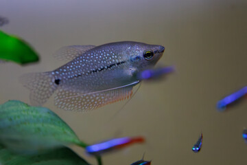 熱帯魚　パールグラミー